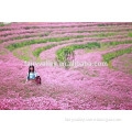 2015 High Quality Pink Babys breath Seeds Gypsophila Seeds For Growing